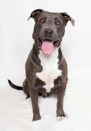 Hi Im Randy Im a two year old Pitbull mix with a big blocky head a wiggly body and a