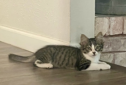Finley (pre adopt)