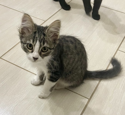 Finley (pre adopt)