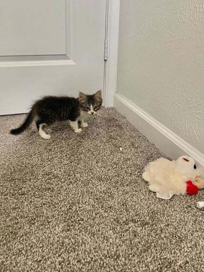 Finley (pre adopt)