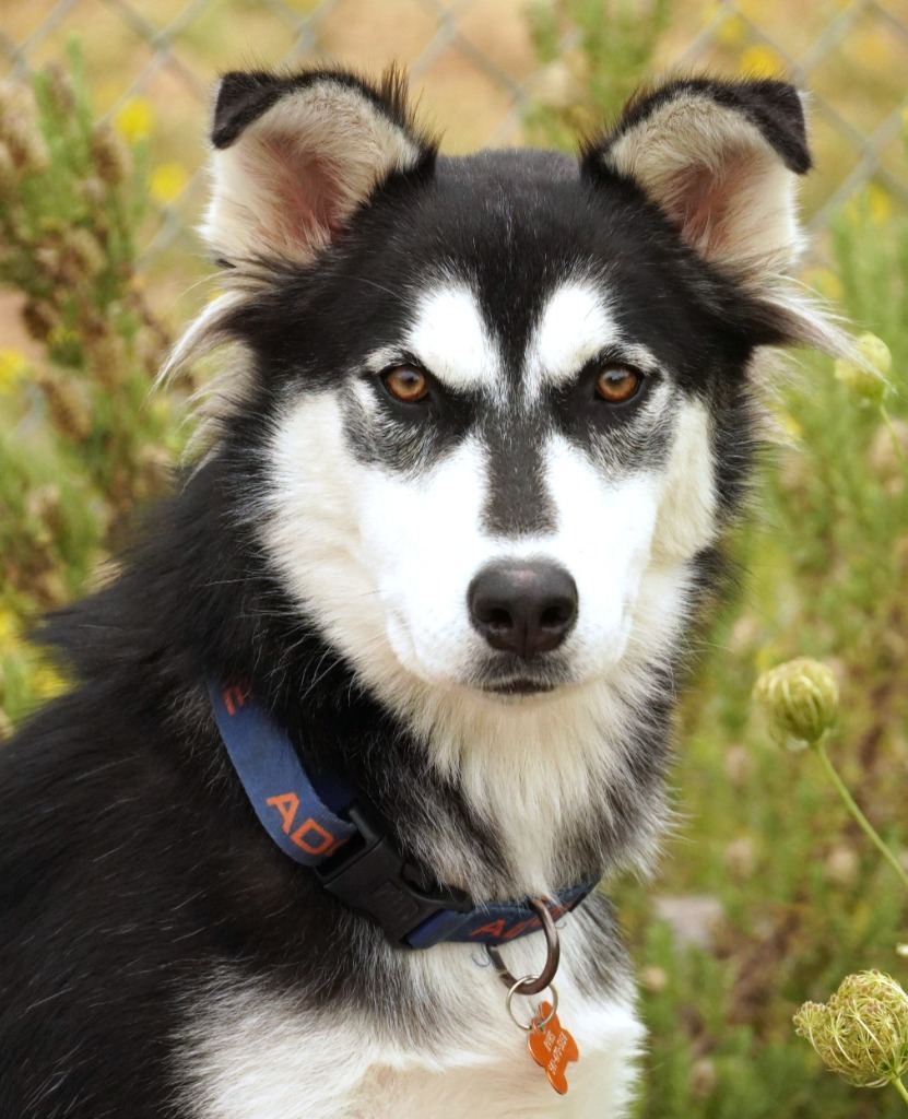 Cookie, an adoptable Husky in Grants Pass, OR, 97526 | Photo Image 1