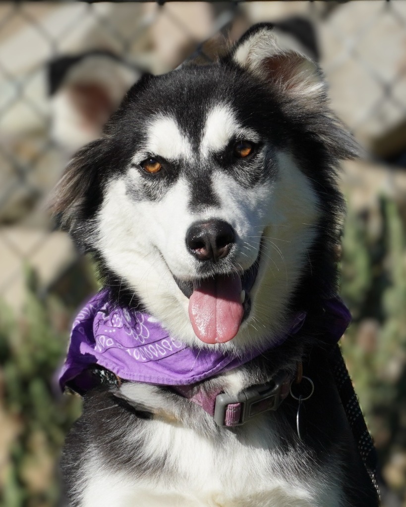 Cookie, an adoptable Husky in Grants Pass, OR, 97526 | Photo Image 1