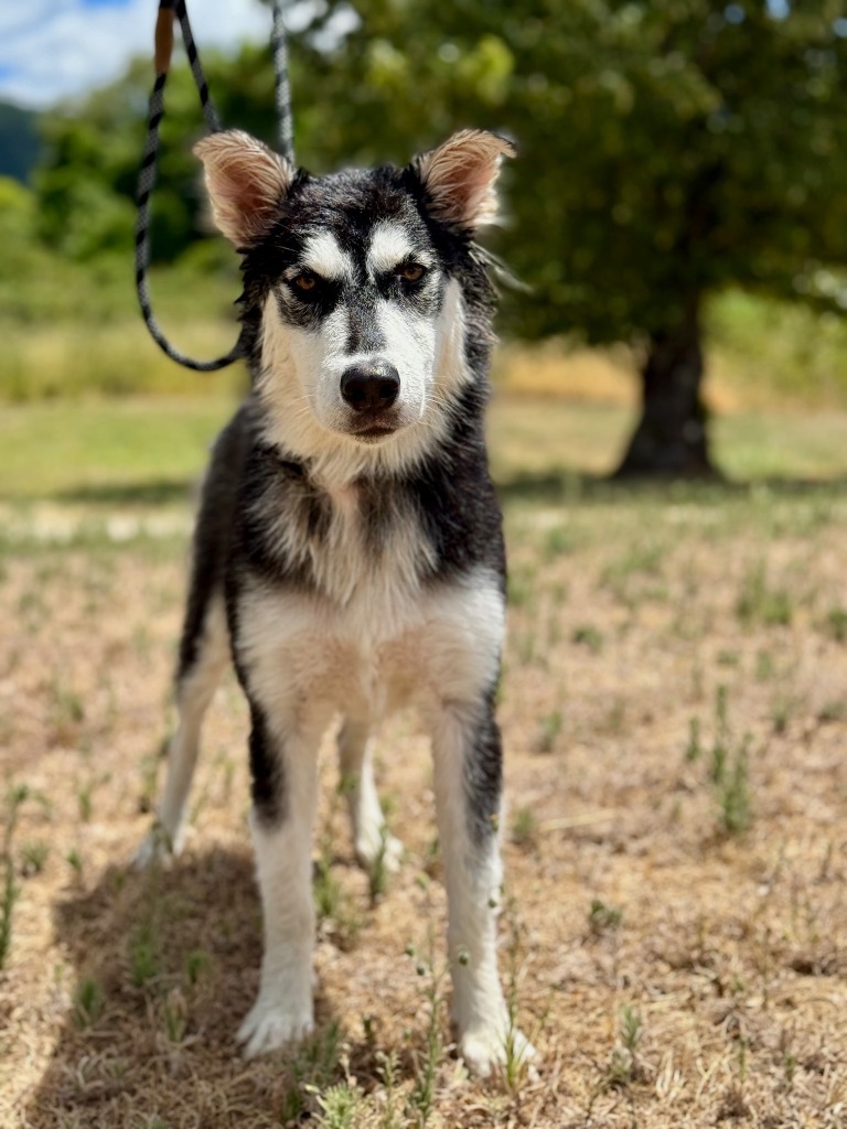 Cookie, an adoptable Husky in Grants Pass, OR, 97526 | Photo Image 2