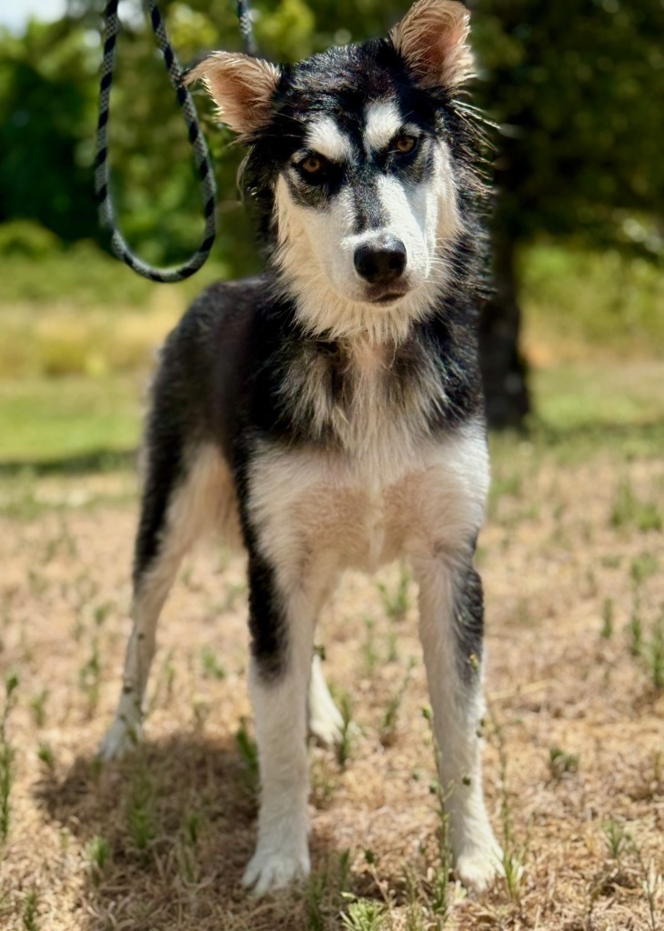 Cookie, an adoptable Husky in Grants Pass, OR, 97526 | Photo Image 3