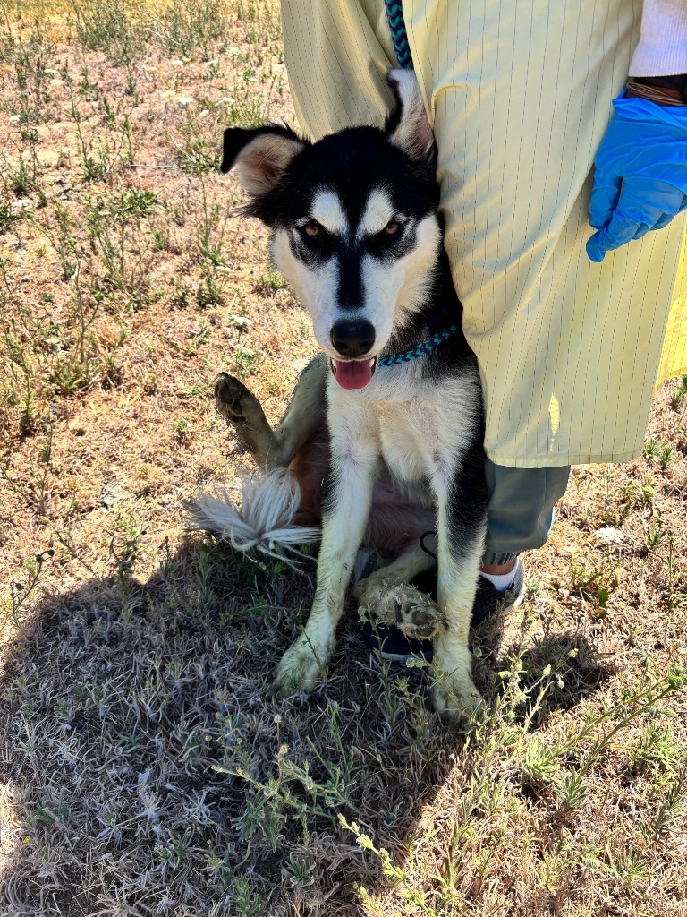 Cookie, an adoptable Husky in Grants Pass, OR, 97526 | Photo Image 4