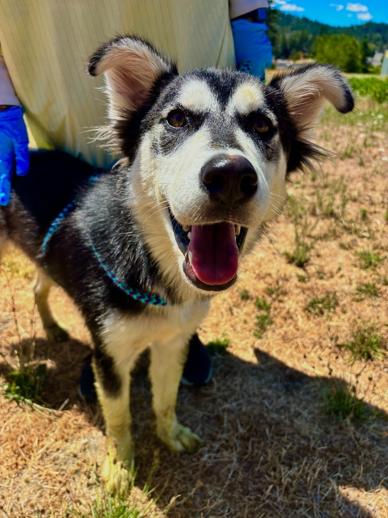 Cookie, an adoptable Husky in Grants Pass, OR, 97526 | Photo Image 5
