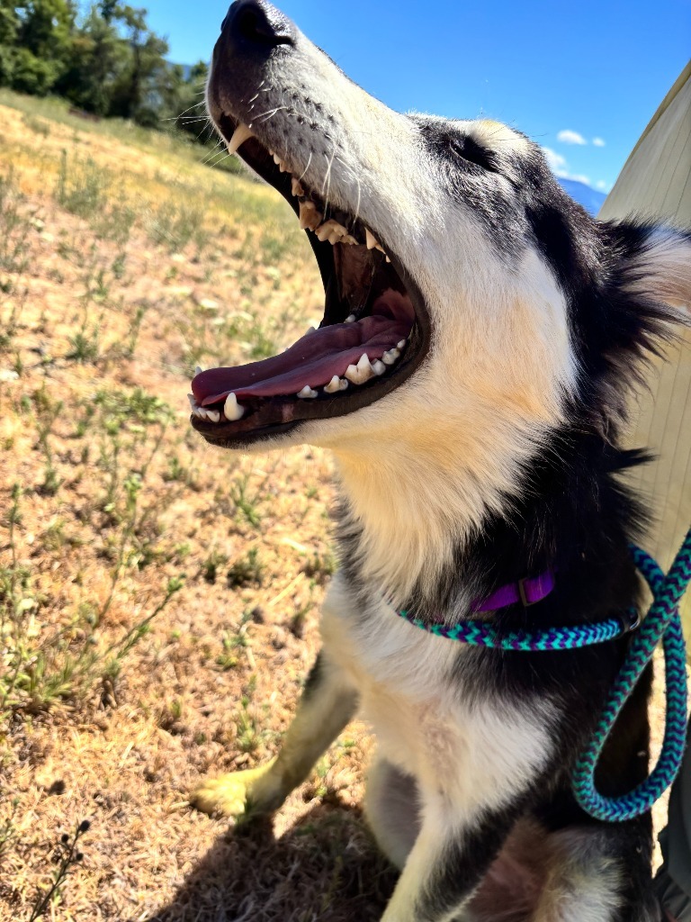 Cookie, an adoptable Husky in Grants Pass, OR, 97526 | Photo Image 6