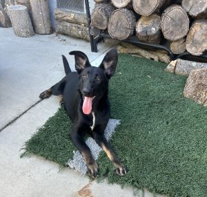 Puppy Tilly, Adult Female unknown