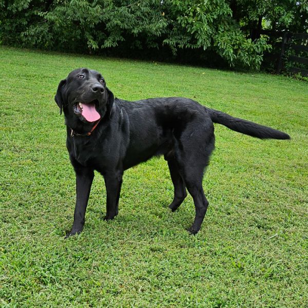 Opie #