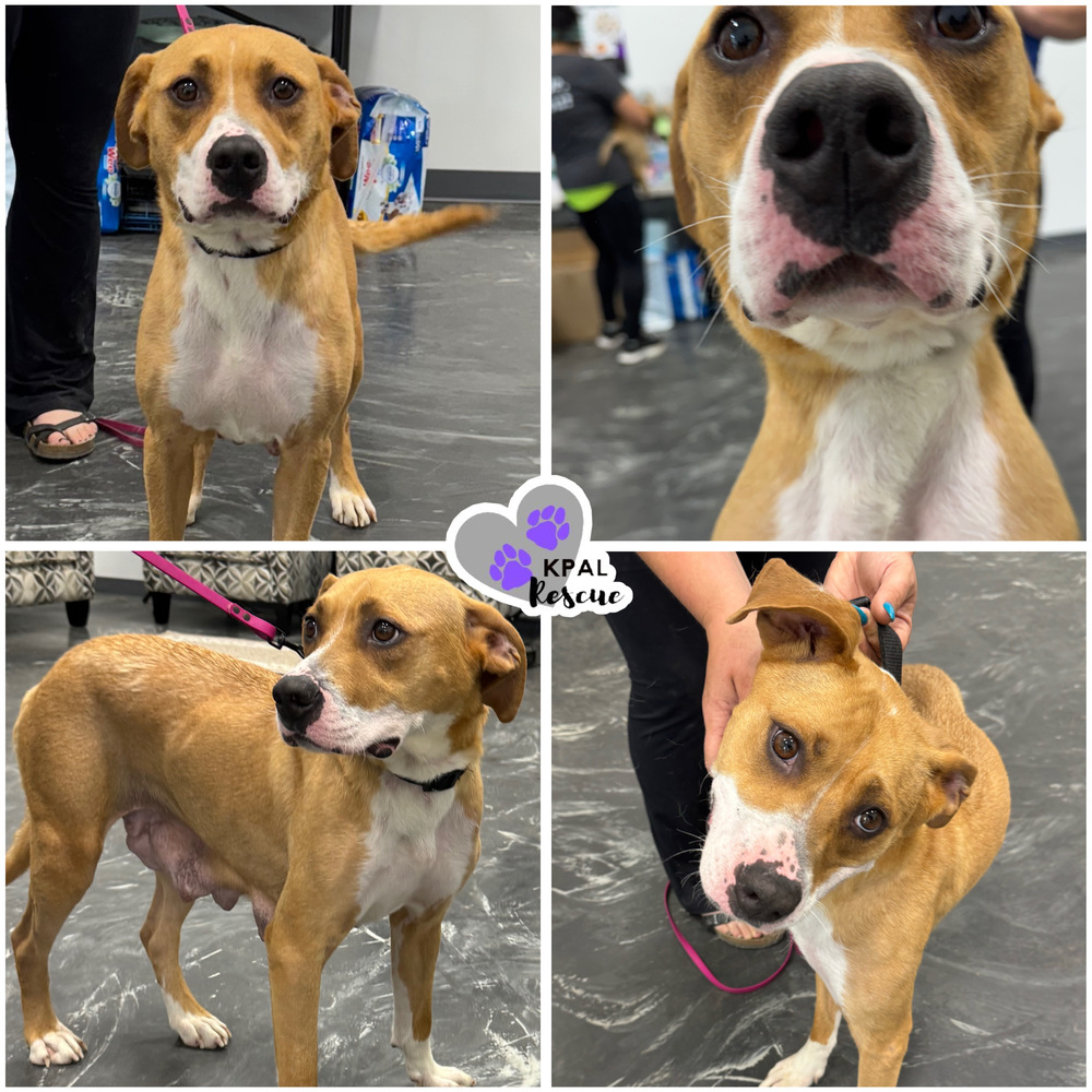 Daisy, an adoptable Hound, Pit Bull Terrier in Kenai, AK, 99611 | Photo Image 1