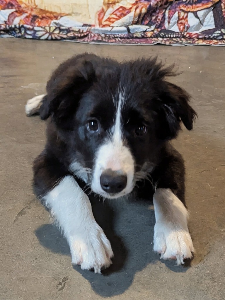 Loki