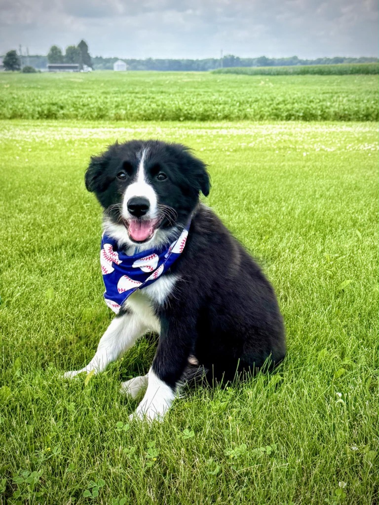 Loki