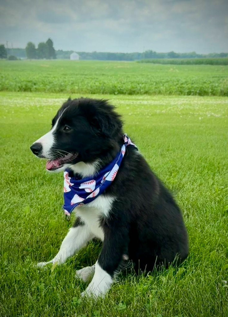 Loki