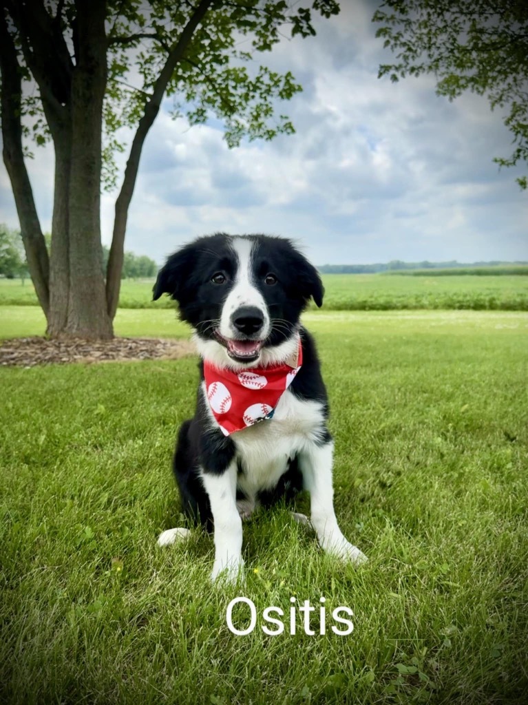 Ositis