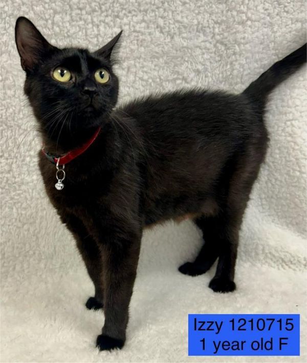 Izzy