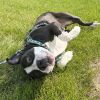Pavlov photo 5