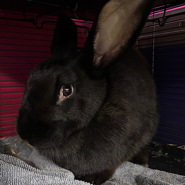 Sweet Pea