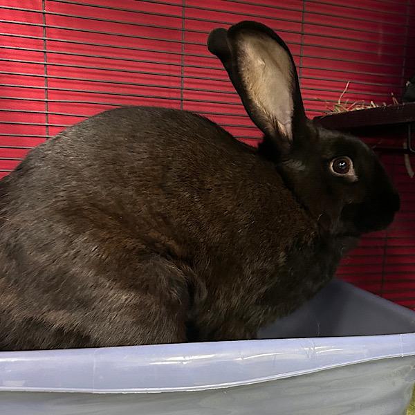 Sweet Pea