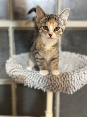 Jujube, Young Female unknown