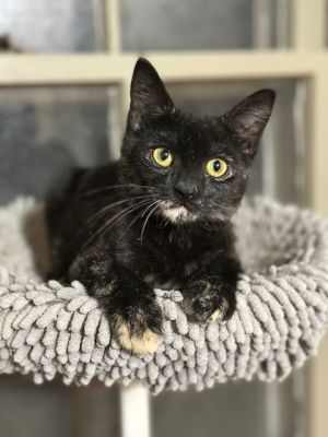 Mila, Young Female unknown