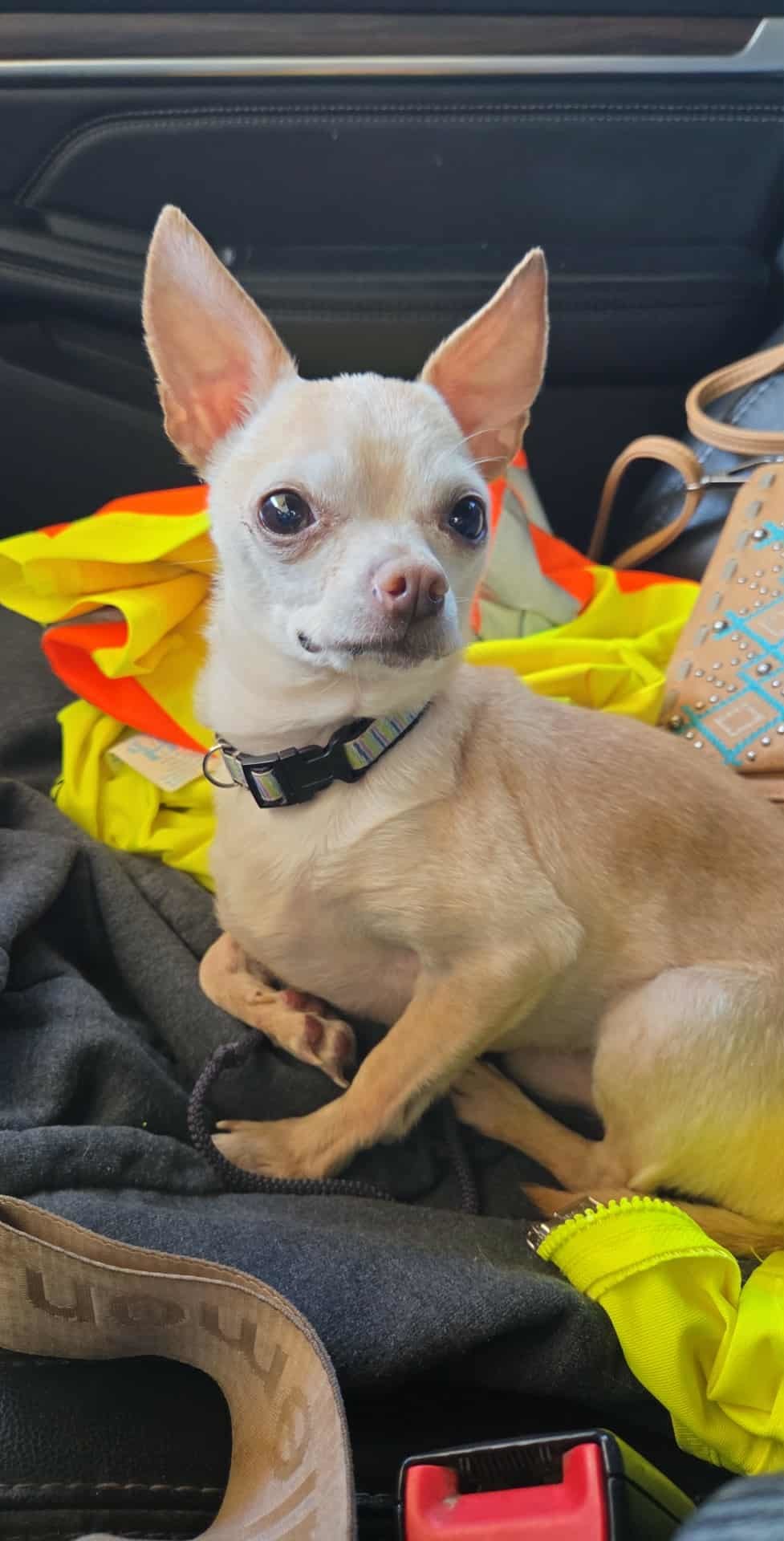 Arlo, an adoptable Chihuahua in Midway, UT, 84049 | Photo Image 1