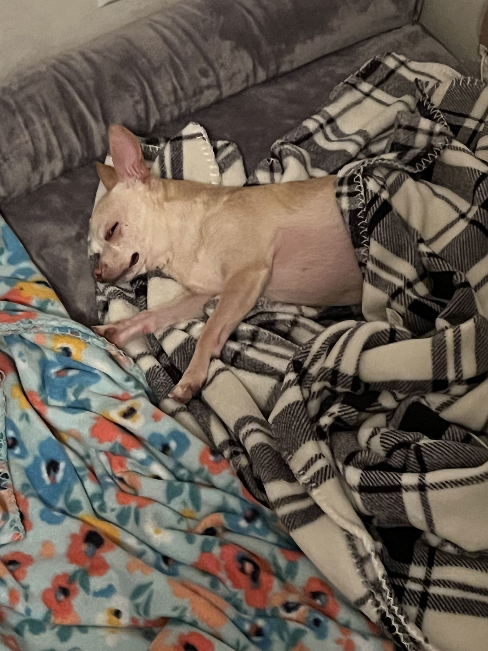 Arlo, an adoptable Chihuahua in Midway, UT, 84049 | Photo Image 2