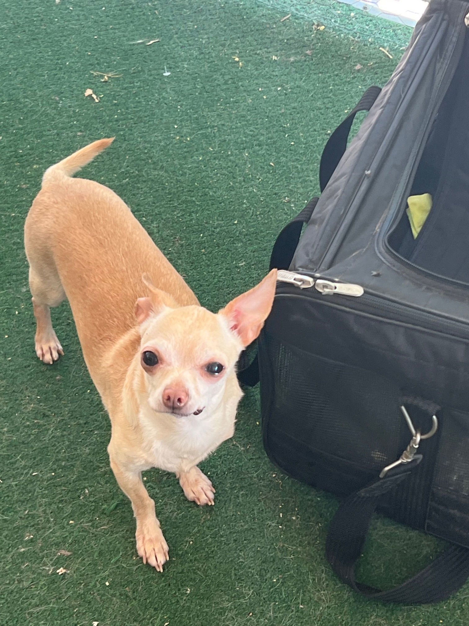 Arlo, an adoptable Chihuahua in Midway, UT, 84049 | Photo Image 2