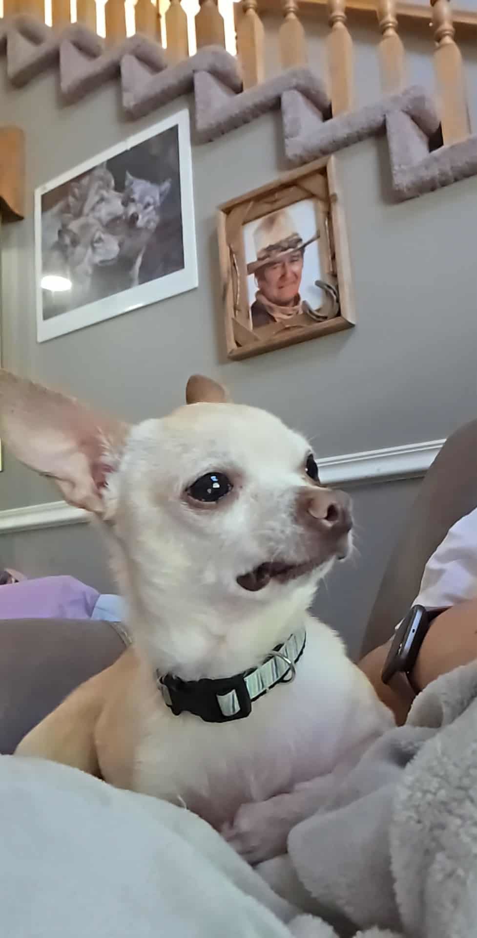 Arlo, an adoptable Chihuahua in Midway, UT, 84049 | Photo Image 3
