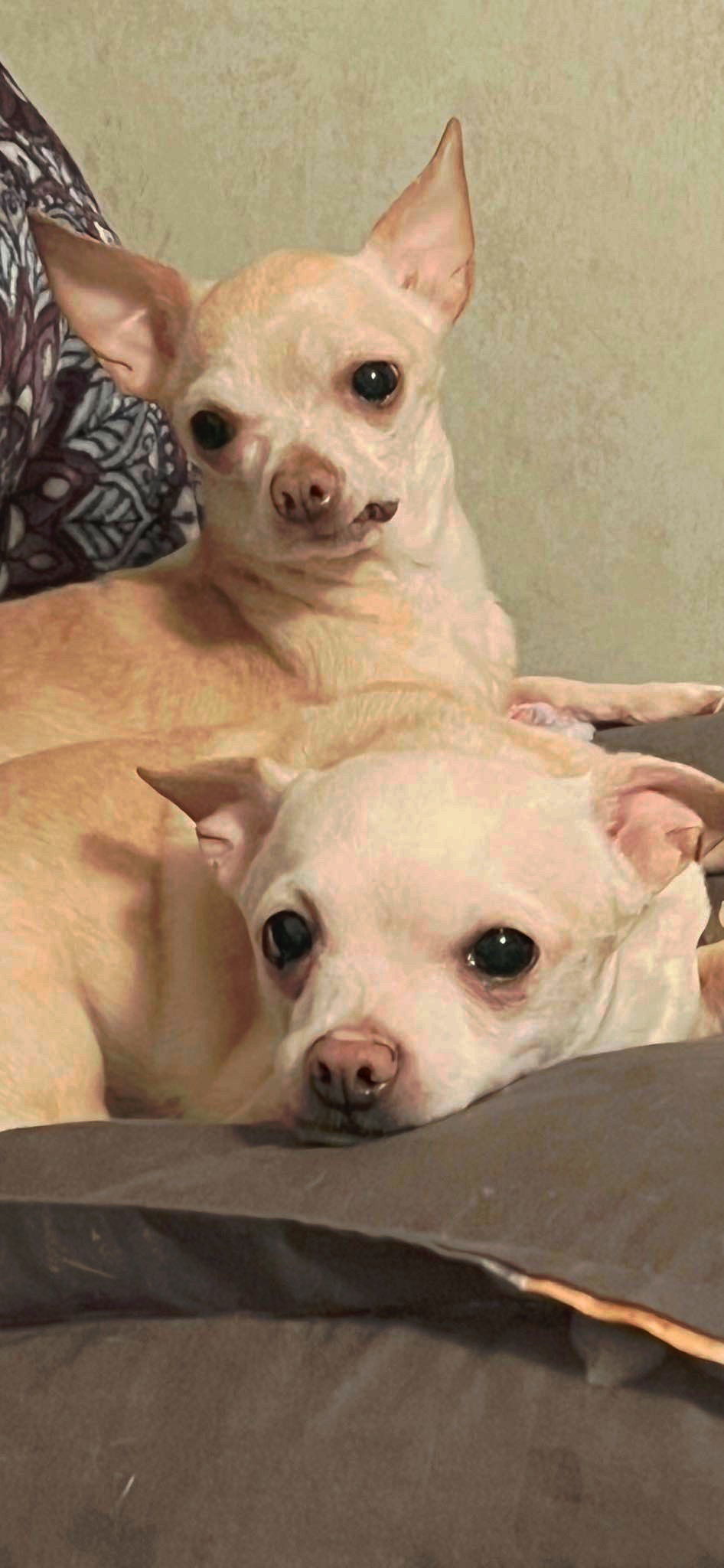 Copper Chi, an adoptable Chihuahua in Midway, UT, 84049 | Photo Image 1