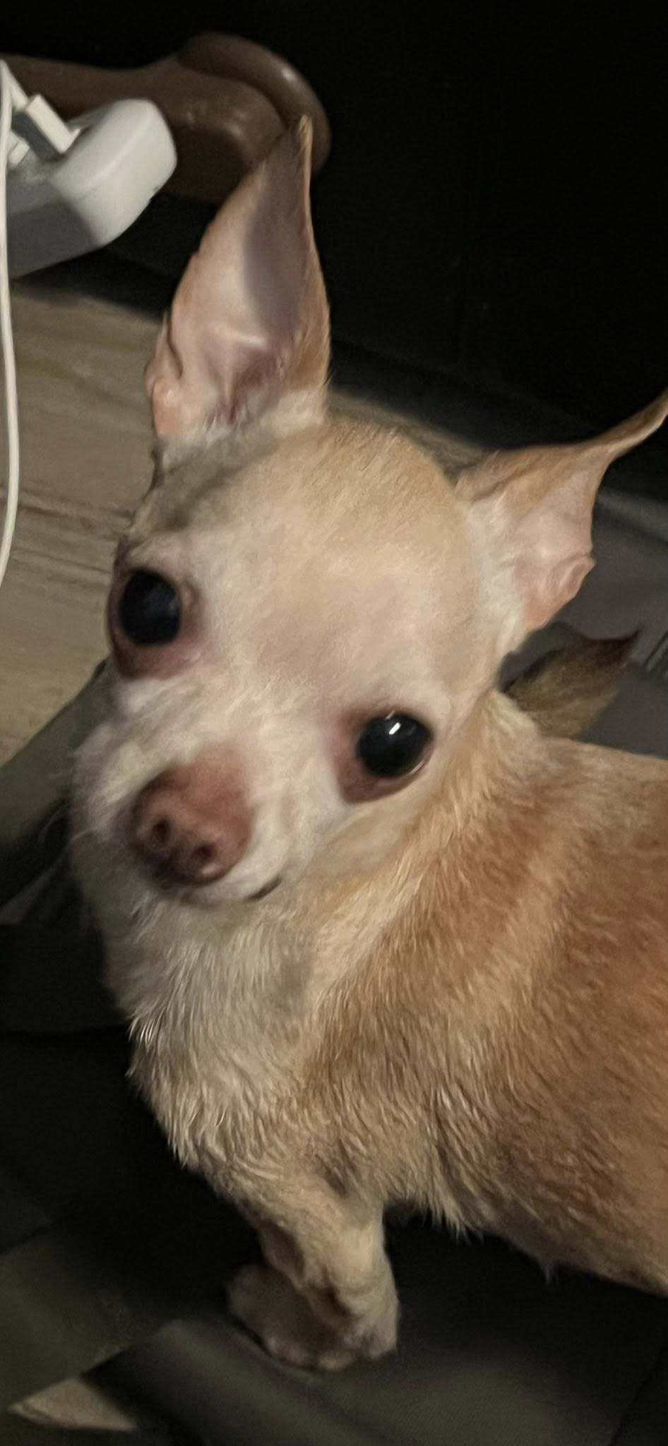 Copper Chi, an adoptable Chihuahua in Midway, UT, 84049 | Photo Image 2