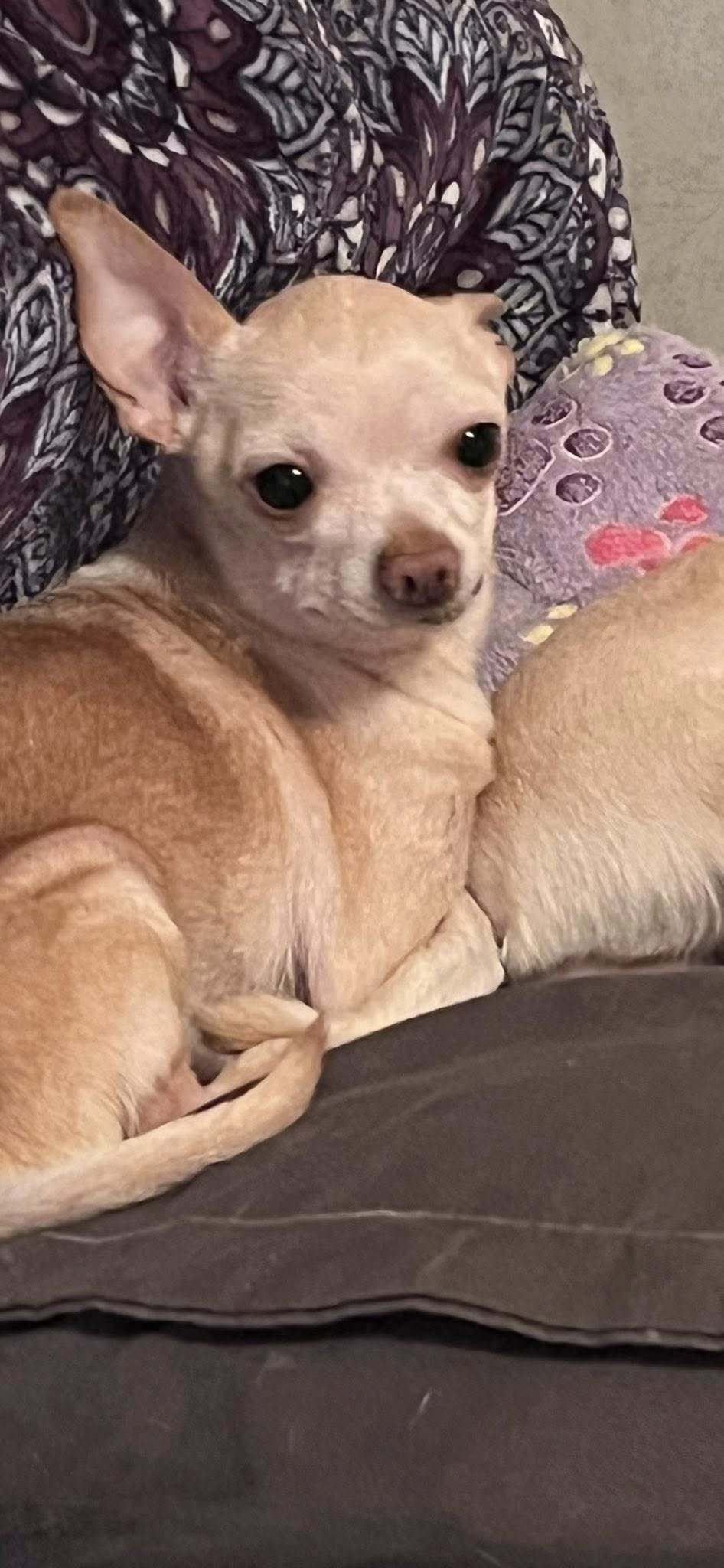 Copper Chi, an adoptable Chihuahua in Midway, UT, 84049 | Photo Image 3