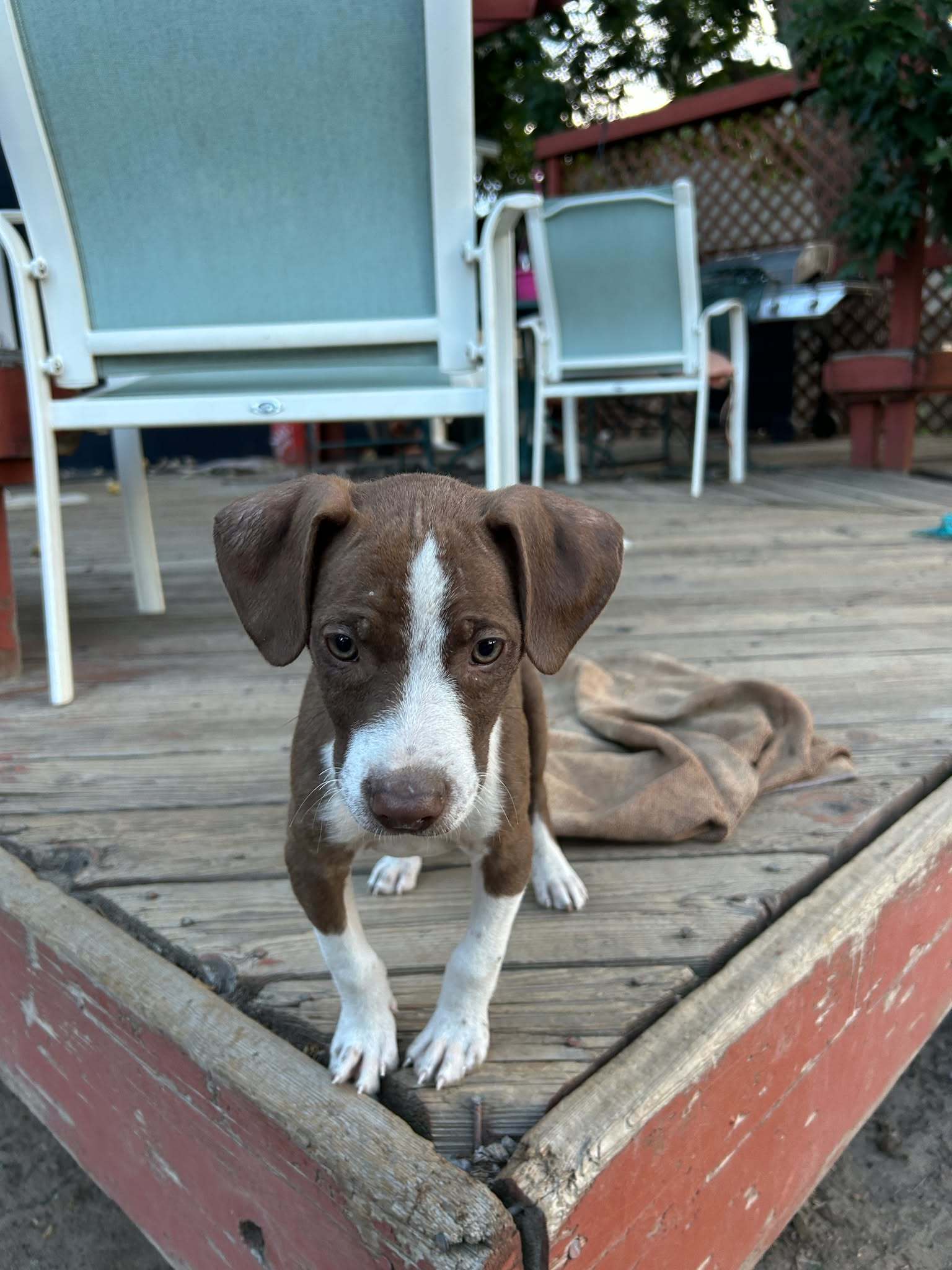 Pete CO, an adoptable German Shorthaired Pointer in Midway, UT, 84049 | Photo Image 1