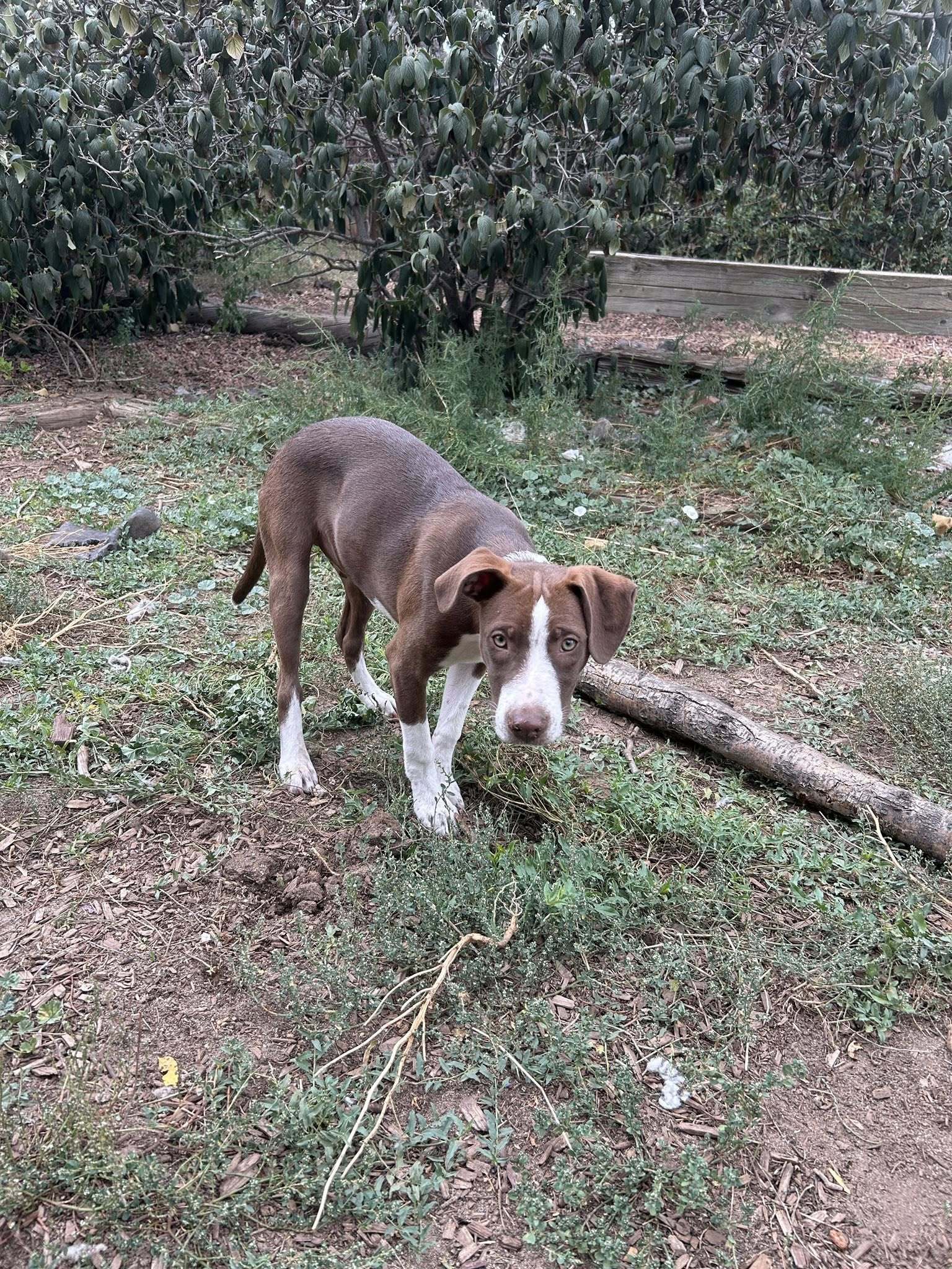 Pete CO, an adoptable German Shorthaired Pointer in Midway, UT, 84049 | Photo Image 2