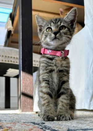 Cleopatra Tabby Cat