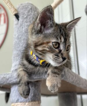 Ophelia Torbie Cat