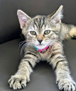 Juliet Tabby Cat