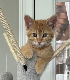 Hamlet Tabby Cat