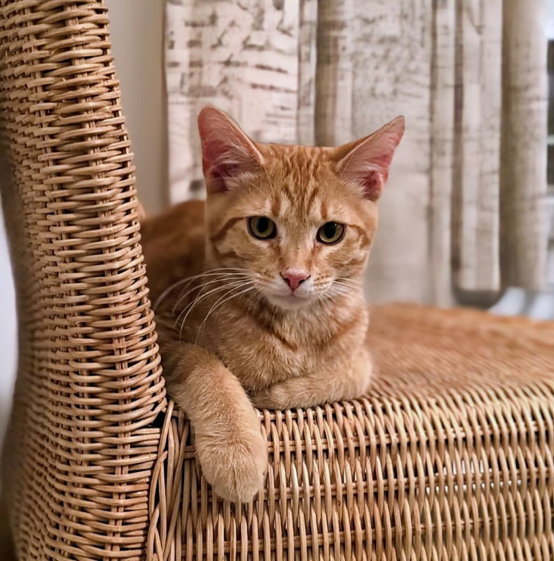 Hamlet