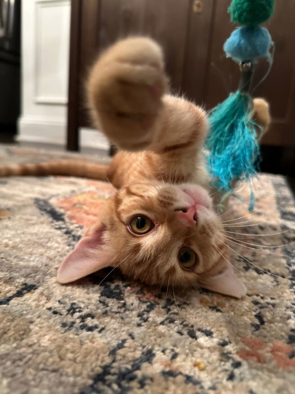 Hamlet
