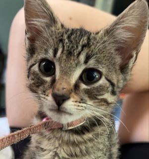 Noodle Tabby Cat