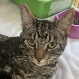 Caramel Apple Domestic Short Hair Cat