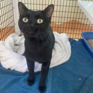 Jaguar Domestic Short Hair Cat