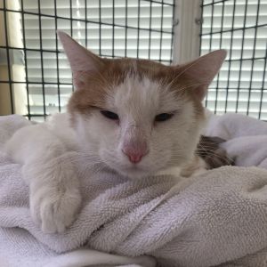 Pumpkin Domestic Short Hair Cat