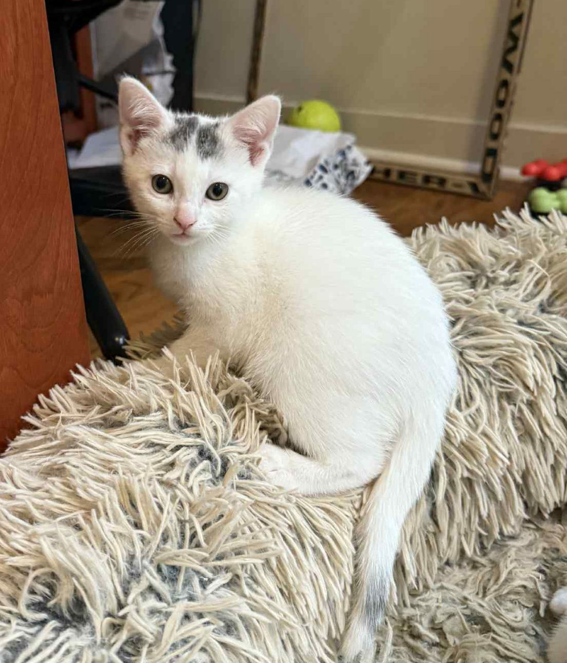 Dottie