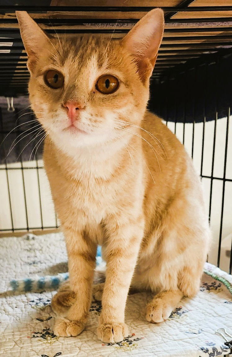 Zena