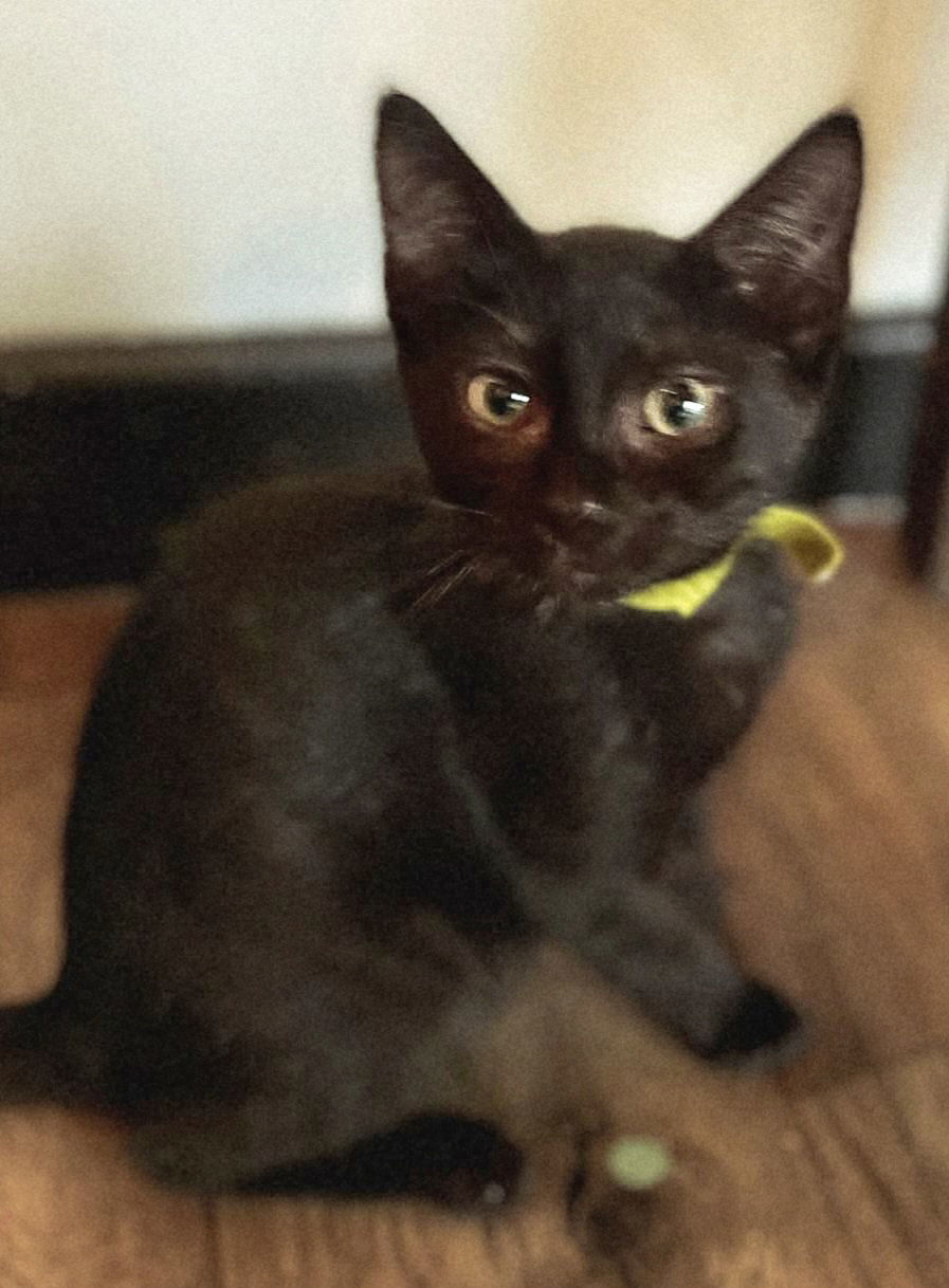 Soot Sprite