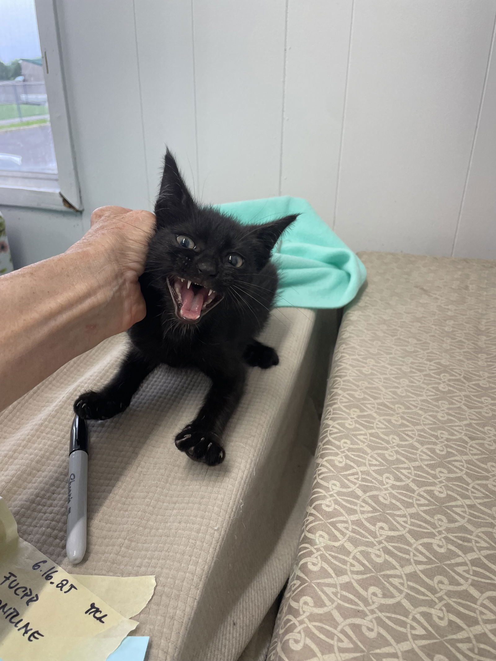 Soot Sprite