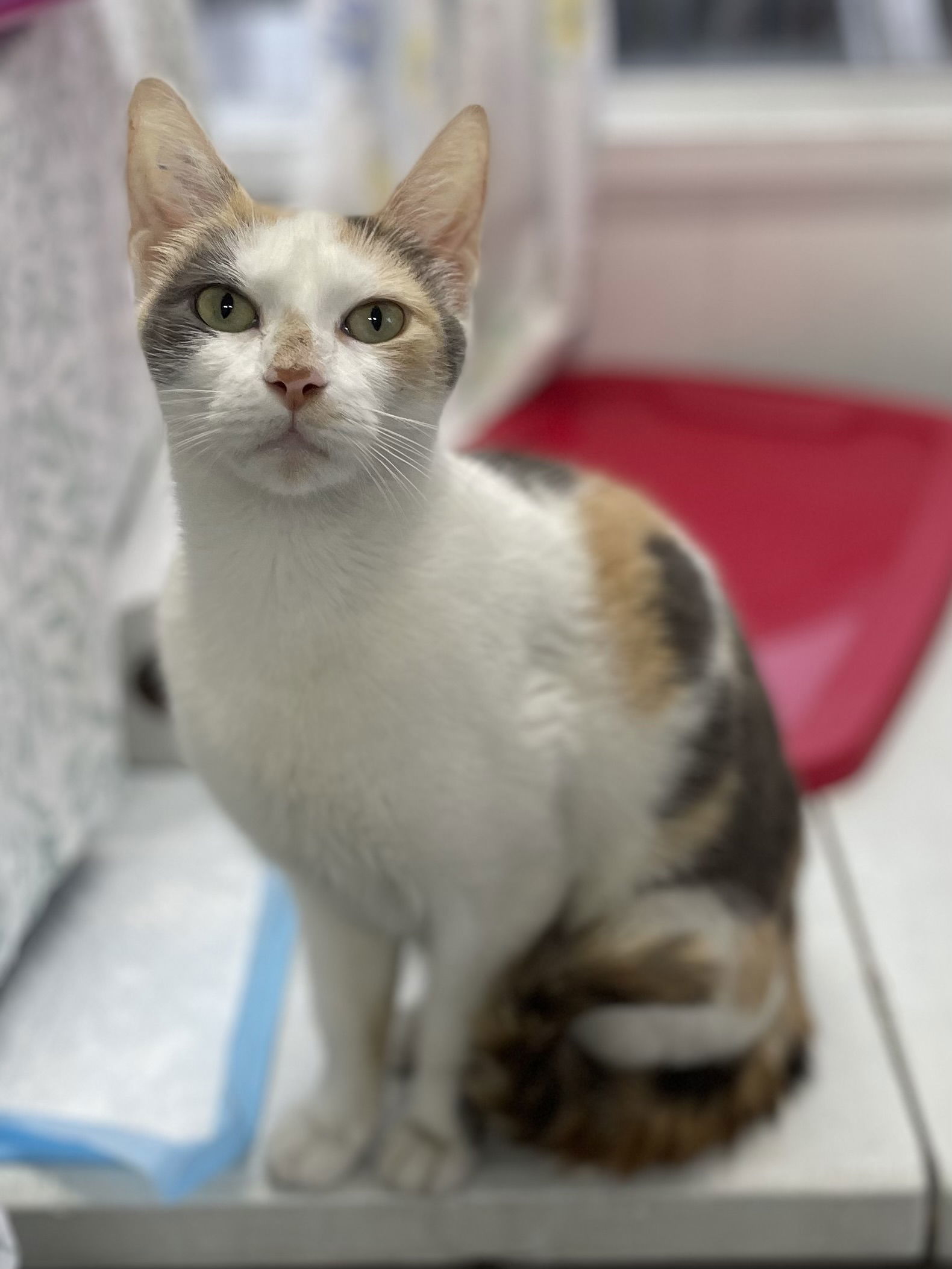 Missie