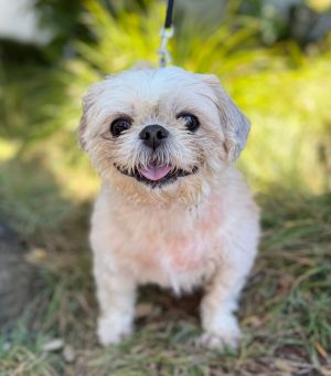 All of our dogs are spayedneutered shots current DHPP Bordetella and Rabies where applicable d
