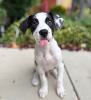 All of our dogs are spayedneutered shots current DHPP Bordetella and Rabies where applicable d